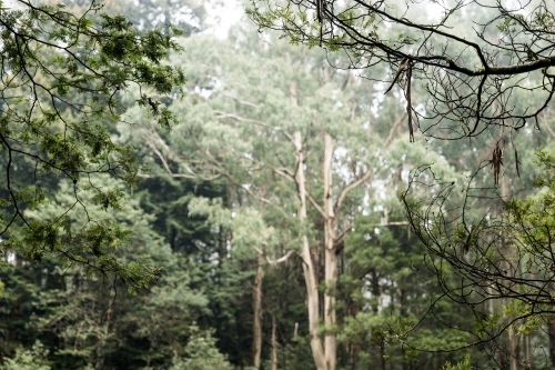 Foggy trees and forest scene - Australian Stock Image