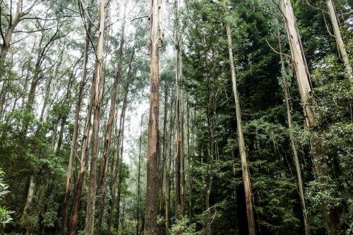 Foggy trees and forest scene - Australian Stock Image
