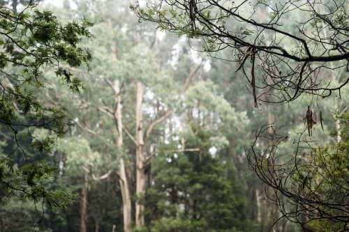 Foggy trees and forest scene - Australian Stock Image