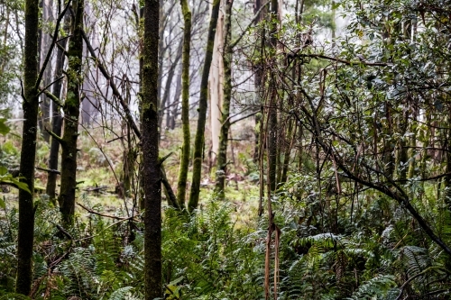 Foggy trees and forest scene - Australian Stock Image