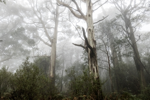 Foggy trees and forest scene - Australian Stock Image