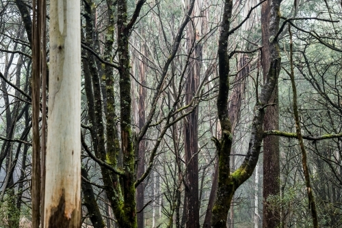 Foggy trees and forest scene - Australian Stock Image