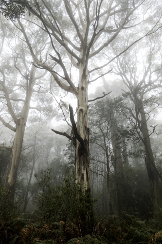 Foggy trees and forest scene - Australian Stock Image