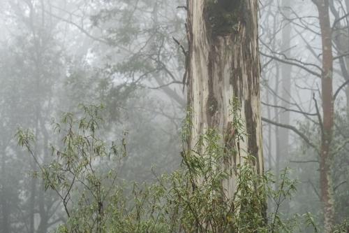 Foggy trees and forest scene - Australian Stock Image