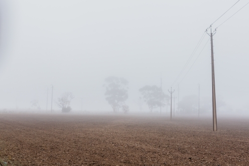 Foggy weather country paddock, power line and trees
