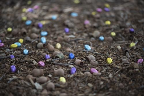 foil easter eggs on forest floor with gumnuts - Australian Stock Image