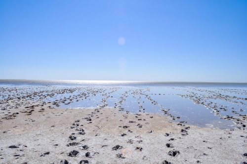 footprints in lake Eyre in flood - Australian Stock Image