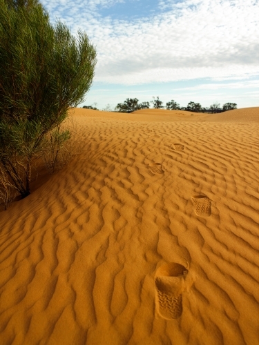 footprints leading up a sandhill in the outback - Australian Stock Image