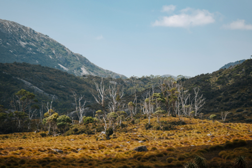 Foreground covered in golden grasses with scattered trees - Australian Stock Image