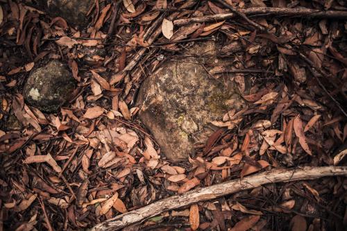 Forest floor of the bush - Australian Stock Image