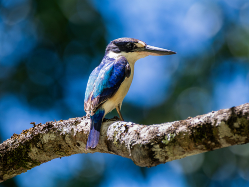 Forest kingfisher bird on a branch - Australian Stock Image