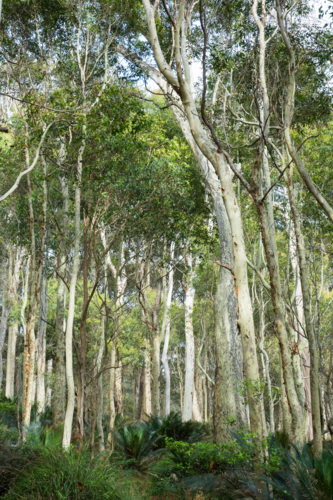 Forest of gum trees with bushy undergrowth - vertical - Australian Stock Image