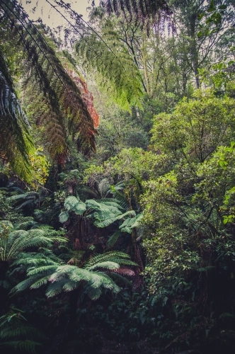 Forest, Otway National Park, Victoria - Australian Stock Image