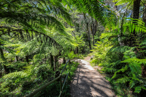 Forest pathway leading through lush rainforest in the Blue Mountains - Australian Stock Image