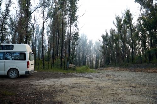 Forest regrowth after bushfire - Australian Stock Image