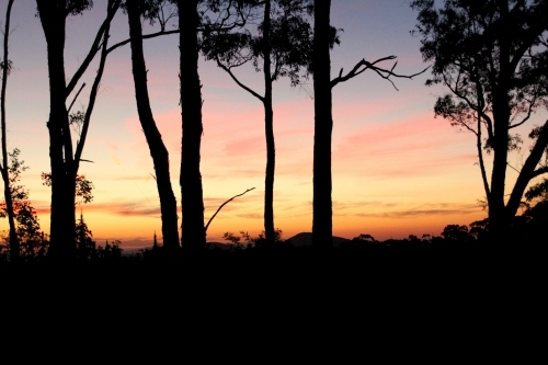 forest silhouette against sunset - Australian Stock Image