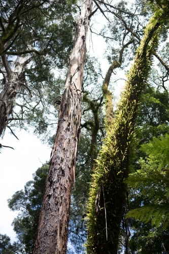Forest Trees - Australian Stock Image