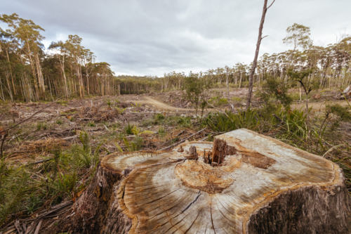 Forestry Tasmania continues logging of Southwest National Park - Australian Stock Image