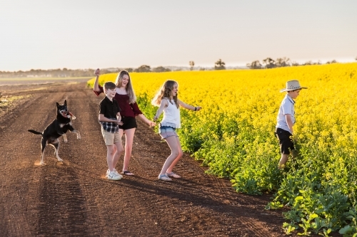 Four children family having fun dancing into canola field on farm with kelpie dog - Australian Stock Image