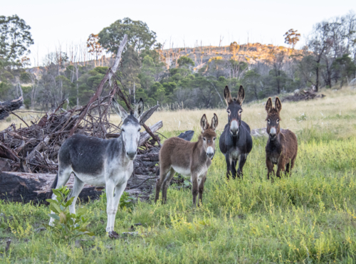 Four donkeys and a country scene - Australian Stock Image