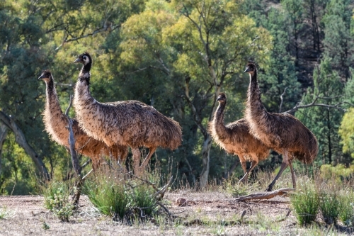 Four emus walking through bushland in afternoon