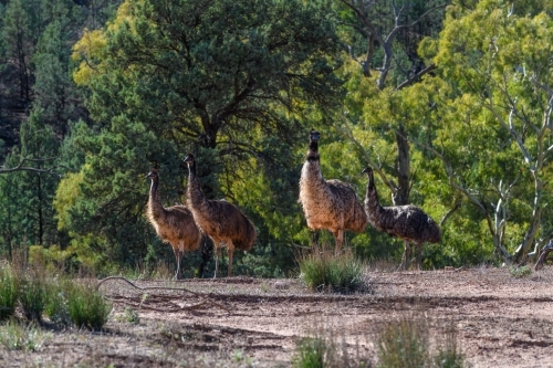 Four emus walking through bushland in afternoon - Australian Stock Image