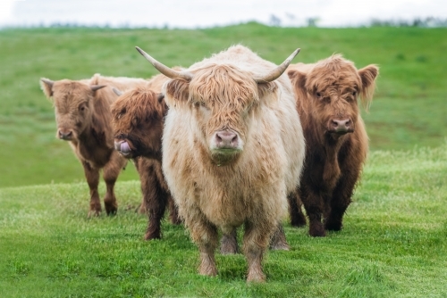 Four highland cows standing in big green pasture - Australian Stock Image