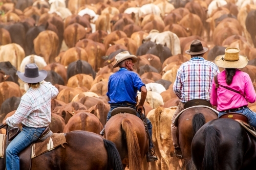 Four horse riders mustering a large mob of cattle.