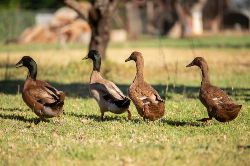Four Khaki Campbell Ducks in a walking in a row - Australian Stock Image