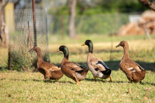 Four Khaki Campbell Ducks Walking Together in a Line - Australian Stock Image