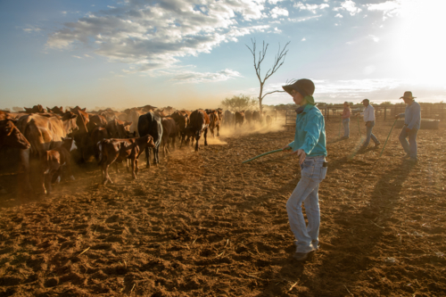 Four people yarding up cows and calves - Australian Stock Image