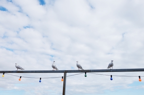 Four seagulls sitting on a fence with lights - Australian Stock Image