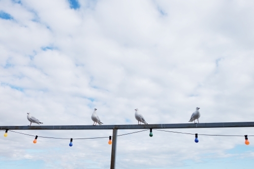 Four seagulls sitting on a fence with lights