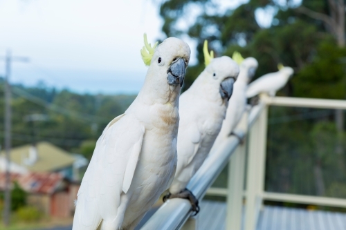 Four sulphur crested cockatoos lined up on a suburban balcony