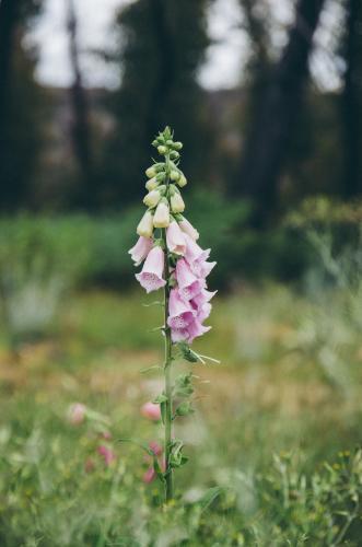 Foxglove flowers