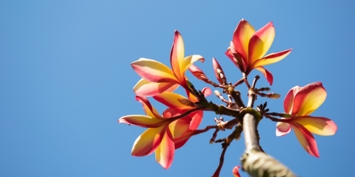 Frangipani flowers - look up to the sky