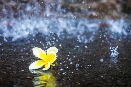 Frangipani in the storm - Australian Stock Image