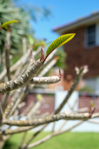 Frangipani in winter - Australian Stock Image