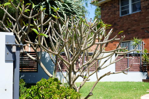 Frangipani in winter - Australian Stock Image
