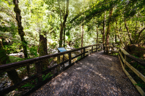 Franklin River Nature Trail in Franklin-Gordon Wild Rivers National Park on a hot summer's day - Australian Stock Image