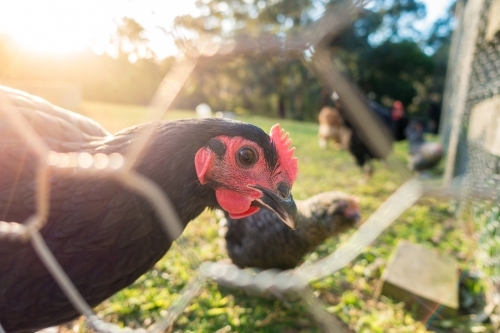 Free range chickens on a farm with wire mesh fence - Australian Stock Image