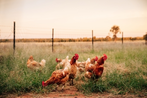Free range chickens scratching in the grass - Australian Stock Image