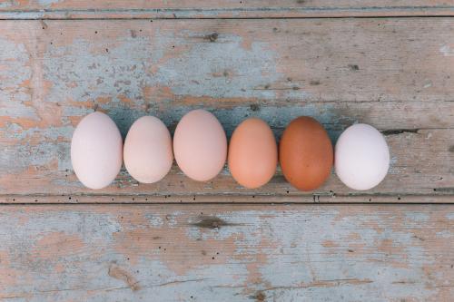 Free-range chook eggs in different colours - Australian Stock Image