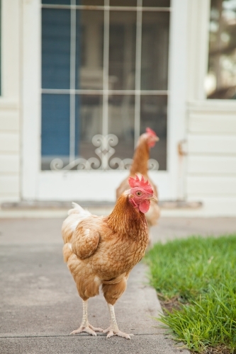 Free range chooks in front of country homestead on a farm