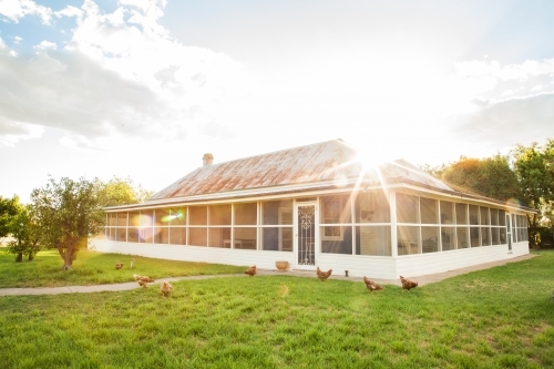 Free range chooks in front of country homestead on a farm - Australian Stock Image
