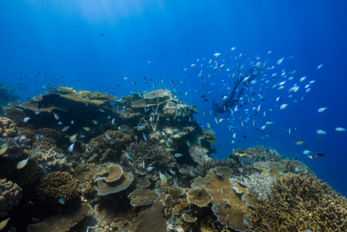 Freediving amongst fish on the Great Barrier Reef - Australian Stock Image