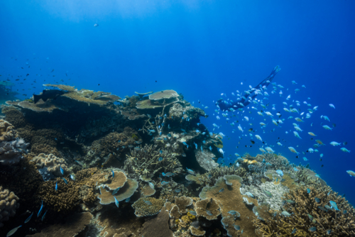 Freediving on the Great Barrier Reef - Australian Stock Image