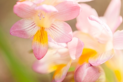 Freesia flowers growing on the lawn in spring - Australian Stock Image