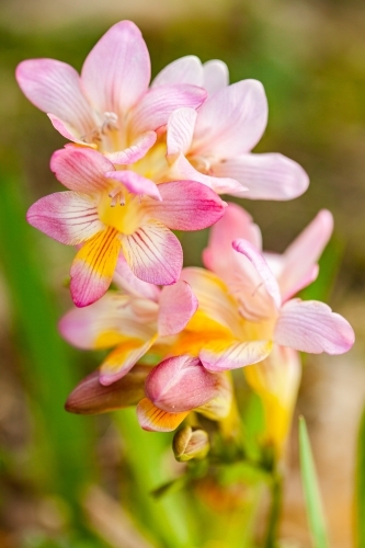 Freesia flowers growing on the lawn in spring - Australian Stock Image