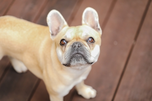 French Bulldog looking up isolated on wood grain background - Australian Stock Image